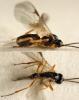 Alysiinae inconnu